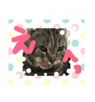 癒しねこちゃんのひと言（個別スタンプ：4）