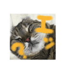 癒しねこちゃんのひと言（個別スタンプ：5）