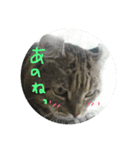 癒しねこちゃんのひと言（個別スタンプ：6）