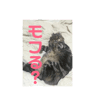 癒しねこちゃんのひと言（個別スタンプ：7）