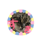 癒しねこちゃんのひと言（個別スタンプ：8）