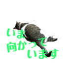 ぽっちゃりぴょんちゃん（個別スタンプ：5）