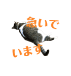 ぽっちゃりぴょんちゃん（個別スタンプ：6）