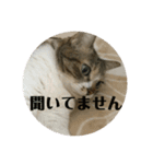 ぽっちゃりぴょんちゃん（個別スタンプ：11）