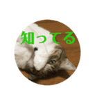 ぽっちゃりぴょんちゃん（個別スタンプ：12）