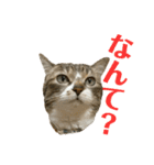 ぽっちゃりぴょんちゃん（個別スタンプ：15）