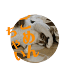 ぽっちゃりぴょんちゃん（個別スタンプ：16）