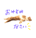 きなこたスタンプ（個別スタンプ：3）