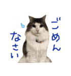 きなこたスタンプ（個別スタンプ：4）