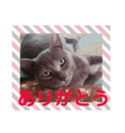りいのすけスタンプ コーギーとクロネコ（個別スタンプ：3）