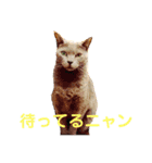 りいのすけスタンプ コーギーとクロネコ（個別スタンプ：4）