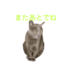 りいのすけスタンプ コーギーとクロネコ（個別スタンプ：8）