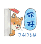 広東語＆日本語 バイリンガル柴犬スタンプ（個別スタンプ：1）