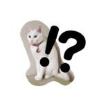 白猫さくら（個別スタンプ：1）