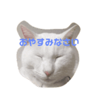 白猫さくら（個別スタンプ：3）