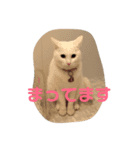 白猫さくら（個別スタンプ：4）