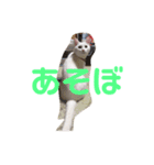 白猫さくら（個別スタンプ：6）