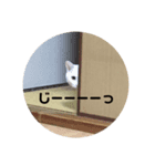 白猫さくら（個別スタンプ：7）