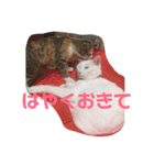 白猫さくら（個別スタンプ：8）