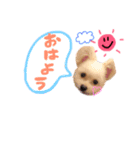 おハクさん( ・∇・)（個別スタンプ：1）