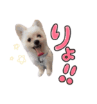 おハクさん( ・∇・)（個別スタンプ：5）