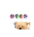 おハクさん( ・∇・)（個別スタンプ：8）