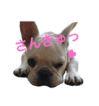 だいずとくろず②（個別スタンプ：1）