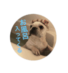 だいずとくろず②（個別スタンプ：2）