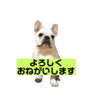 だいずとくろず②（個別スタンプ：13）