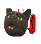 黒猫のビビのスタンプ③ちょっと出雲弁ver.（個別スタンプ：1）