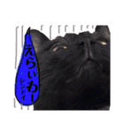 黒猫のビビのスタンプ③ちょっと出雲弁ver.（個別スタンプ：2）