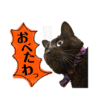 黒猫のビビのスタンプ③ちょっと出雲弁ver.（個別スタンプ：3）