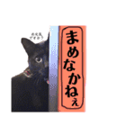 黒猫のビビのスタンプ③ちょっと出雲弁ver.（個別スタンプ：4）