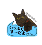 黒猫のビビのスタンプ③ちょっと出雲弁ver.（個別スタンプ：5）