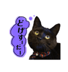 黒猫のビビのスタンプ③ちょっと出雲弁ver.（個別スタンプ：8）