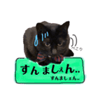黒猫のビビのスタンプ③ちょっと出雲弁ver.（個別スタンプ：9）