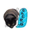 黒猫のビビのスタンプ③ちょっと出雲弁ver.（個別スタンプ：12）