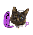 黒猫のビビのスタンプ③ちょっと出雲弁ver.（個別スタンプ：13）