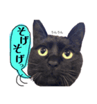 黒猫のビビのスタンプ③ちょっと出雲弁ver.（個別スタンプ：23）