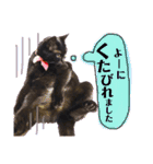 黒猫のビビのスタンプ③ちょっと出雲弁ver.（個別スタンプ：27）