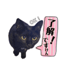 黒猫のビビのスタンプ③ちょっと出雲弁ver.（個別スタンプ：28）