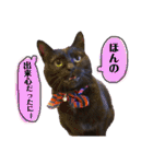 黒猫のビビのスタンプ③ちょっと出雲弁ver.（個別スタンプ：29）