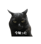 簡単に済ませるくろねこ（個別スタンプ：1）