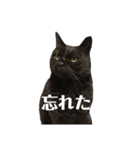 簡単に済ませるくろねこ（個別スタンプ：3）