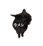 簡単に済ませるくろねこ（個別スタンプ：5）