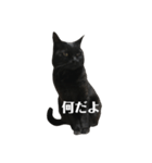 簡単に済ませるくろねこ（個別スタンプ：6）