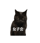 簡単に済ませるくろねこ（個別スタンプ：7）