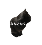 簡単に済ませるくろねこ（個別スタンプ：11）