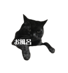 簡単に済ませるくろねこ（個別スタンプ：12）
