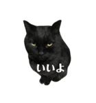 簡単に済ませるくろねこ（個別スタンプ：14）